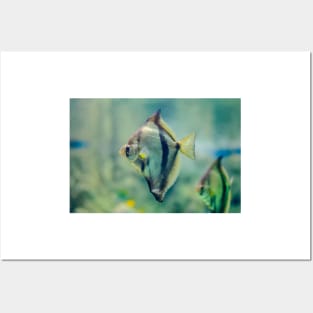 African moony swimming in glass fish tank Posters and Art